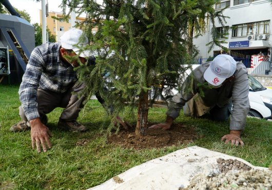 DEPLASE EDİLEN AĞAÇLAR YERİNE YENİ FİDANLAR DİKTİ