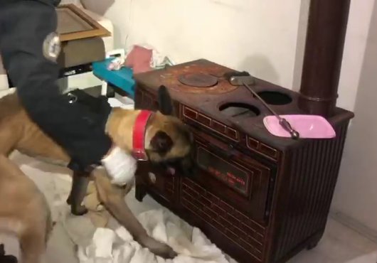  ZULAYI  DETEKTÖR KÖPEK PATLATTI