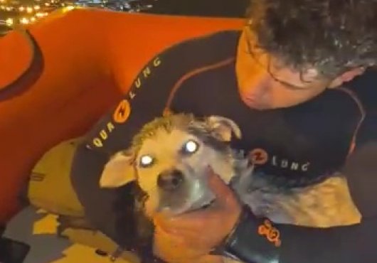 Denizde  mahsur kalan köpek, son anda kurtarıldı