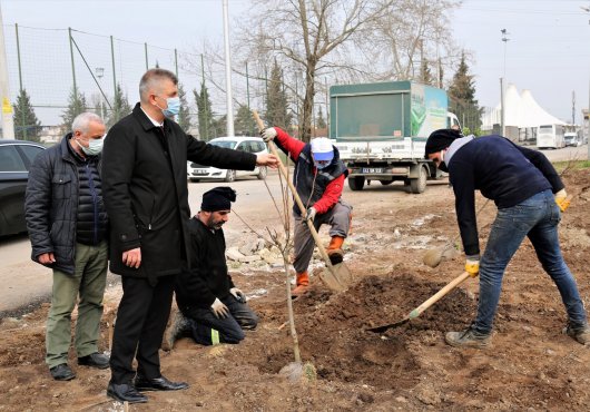GÖLCÜK BELEDİYESİ PARKLARA MEYVE AĞAÇLARI DİKMEYE DEVAM EDİYOR