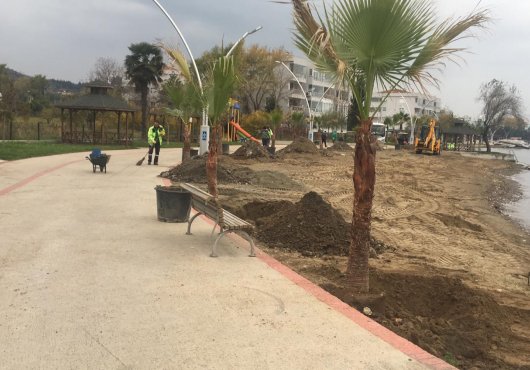 Karamürsel Dereköy Sahil Parkı’na yeni palmiyeler...
