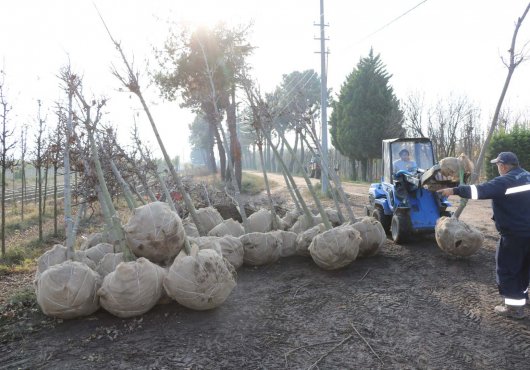 Üretim fidanlığında yetişiyor Kocaeli’yi yeşillendiriyor