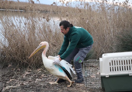 Ormanya, Ak Pelikan’a umut oldu