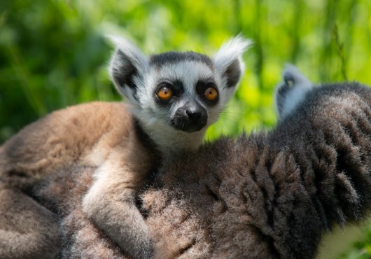 Yavru lemur, Ormanya ailesine katıldı