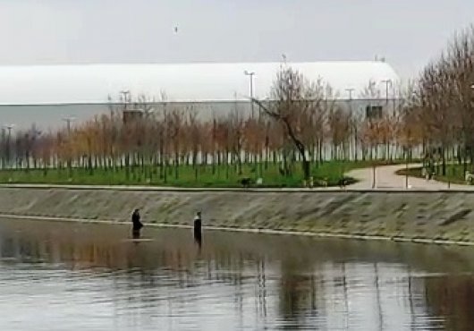 KÖPEKLERDEN KURTULMAK İÇİN DEREYE ATLADILAR