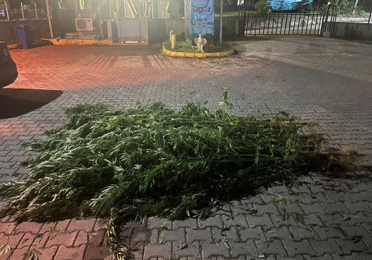 Ormanda kenevir bahçesi yapmışlar!