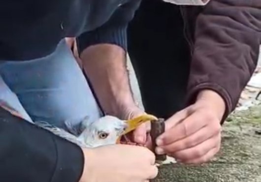 ÖLMEK ÜZERE OLAN  MARTIYI SON ANDA KURTARDILAR