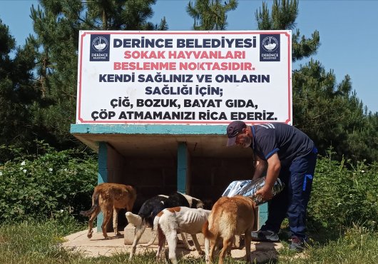 Derince Belediyesi Can Dostların Her Zaman Yanında