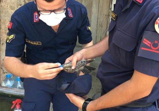 NADİR GÖRÜLEN BAYGIN KUŞU JANDARMA KURTARDI