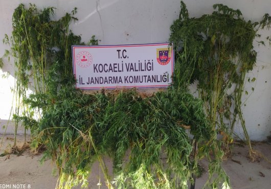 BAHÇESİNDE KENEVİR EKTİ!