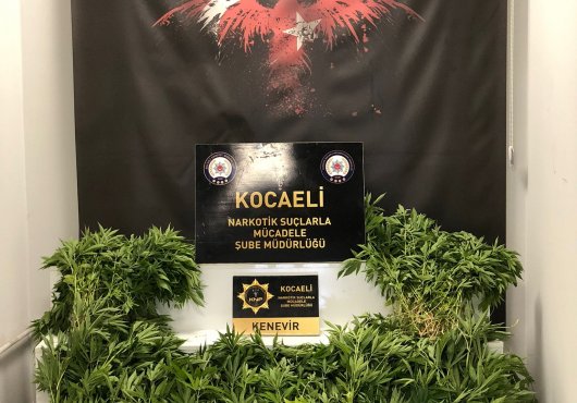 Dağlık alanı, kenevir tarlasına çevirmişler!
